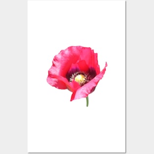 Poppy Posters and Art